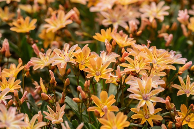 Lewisia longipetala 'Little Peach', pfirsichfarben, ca. 9x9 cm Topf