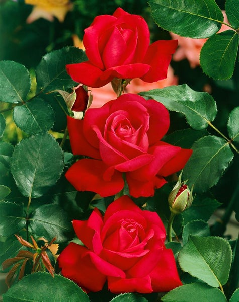 Drei rote Rosenblüten und grüne Blätter einer Rose