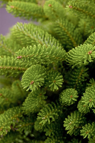 Abies koreana 'Molli', Koreanische Tanne, kompakt, 20–30 cm