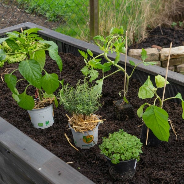 Möbelroller mit vier Rollen für den Transport
