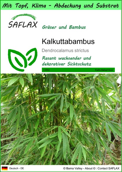 SAFLAX Garden to go - Kalkuttabambus - Dendrocalamus strictus - 50 Samen - Mit Topf, Klima - Deckel und Anzuchtsubstrat
