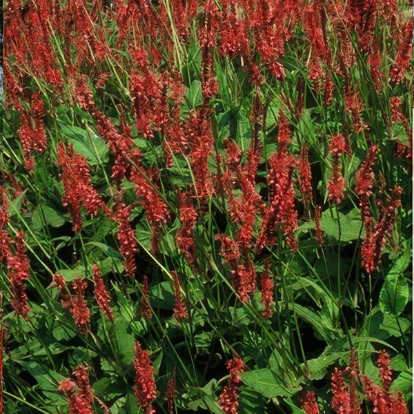 Kerzenknöterich Persicaria amplexicaulis mit aufrechten roten Blütenähren und grünen Blättern.