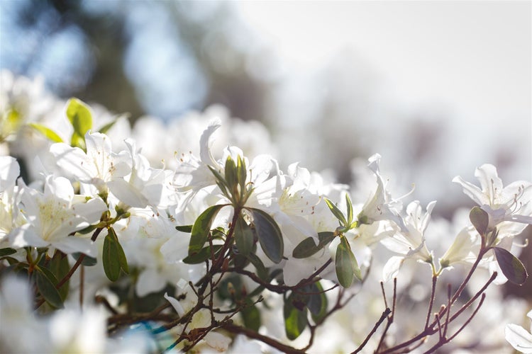 Rhododendron obtusum 'Schneesturm', Azalee, weiß, 25–30 cm