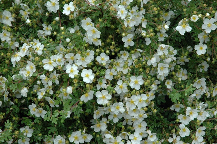 Potentilla 'weiss', Fingerstrauch, weiß, ca. 9x9 cm Topf