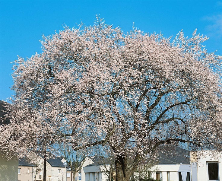 Blühender Baum vor blauem Himmel