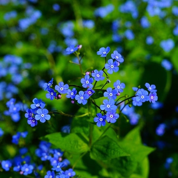 Vergissmeinnichtblüten in Nahaufnahme
