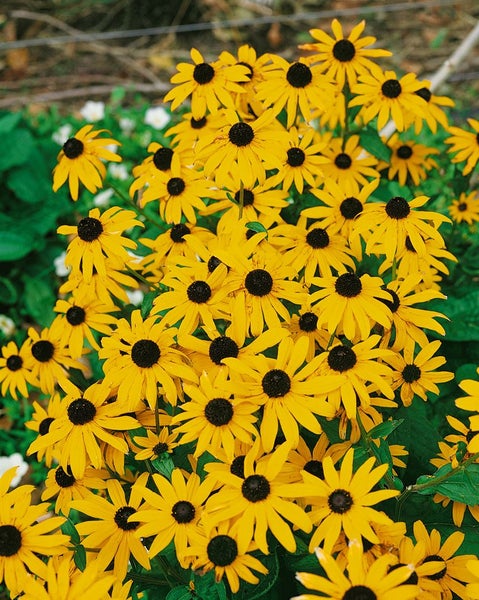 Gelbe Rudbeckia Blumenbeet Bepflanzung