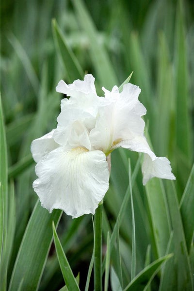 Iris x barb.-elat. 'Immortality', Schwertlilie, weiß, ca. 11x11 cm Topf