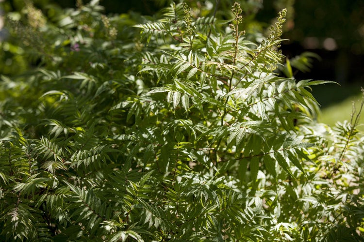 Sorbaria sorbifolia, Fiederspiere, 150–175 cm, weiß blühend