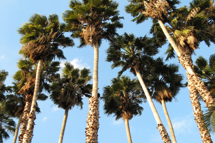 SAFLAX Garden to go - Washingtonia Fächerpalme - Washingtonia robusta - 12 Samen - Mit Topf, Klima - Deckel und Anzuchtsubstrat