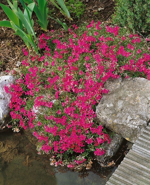 Phlox subulata 'Temiskaming', Teppichphlox, rosa, ca. 9x9 cm Topf