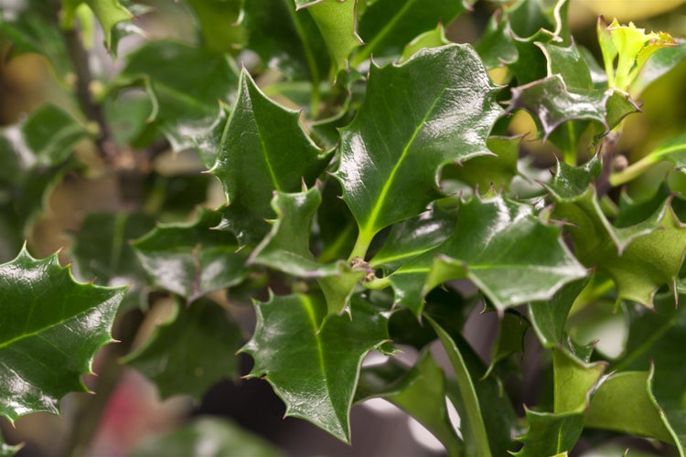 Ilex meserveae 'Blue Angel', Stechpalme, immergrün, ca. 9x9 cm Topf