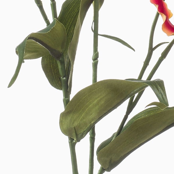 Grüne Hängepflanze, Farn mit gefiederten Blättern an einer Seilaufhängung.