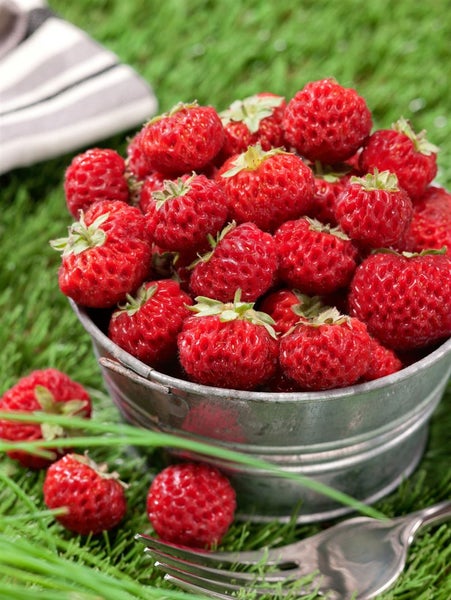 Fragaria x ananassa 'Mieze Schindler', Erdbeere, ca. 9x9 cm Topf