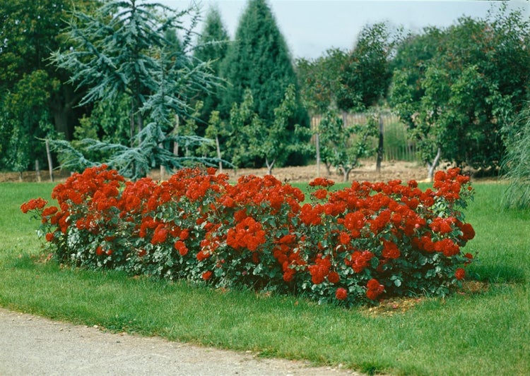 Blühende Rosenhecke im Garten mit Bäumen im Hintergrund.