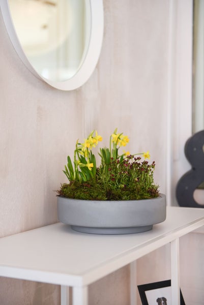 Pflanzschale mit gelben Narzissen, Moos und kleinen roten Blüten auf einem hellen Tisch vor einer Wand mit Spiegel.