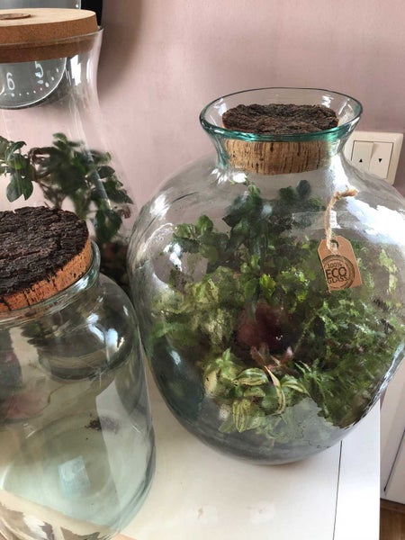 Glas-Terrarien mit verschiedenen grünen Pflanzen und Korkdeckeln aus einhundert Prozent Eco-Glas.