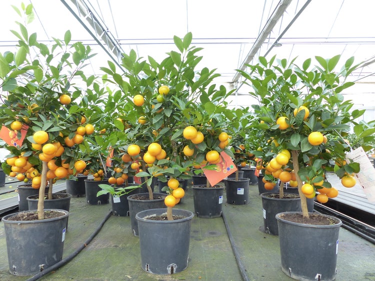 Calamondin-Bäumchen mit Früchten in Töpfen in einem hellen, organisierten Gewächshaus mit Bewässerungssystem.
