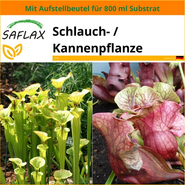 SAFLAX Garden in the bag - Schlauch- / Kannenpflanze - Sarracenia flava / S. purpurea - Mix - 10 Samen - Mit Anzuchtsubstrat im praktischen, selbst aufstellenden Beutel