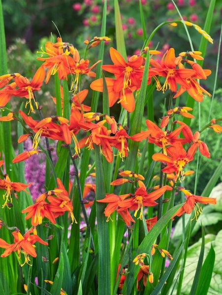 Montbretie mit Blüten und Blättern im Garten.