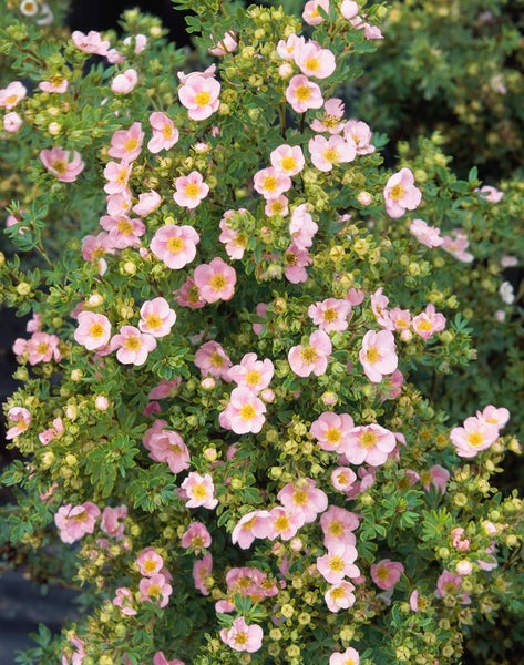 Blühender Strauch mit rosa Blüten.