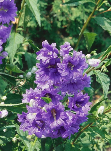 Campanula trachelium 'Bernice', Nesselblättrige Glockenblume, ca. 11x11 cm Topf