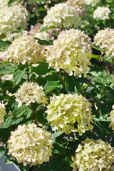 Hydrangea paniculata 'Little Lime', Rispenhortensie, grünlich-weiß, 40–60 cm