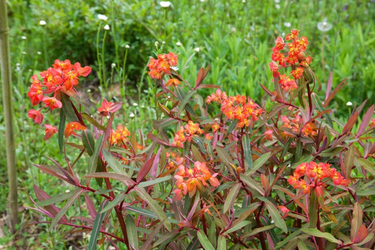 Euphorbia mit roten Blüten und grünen Blättern im Garten