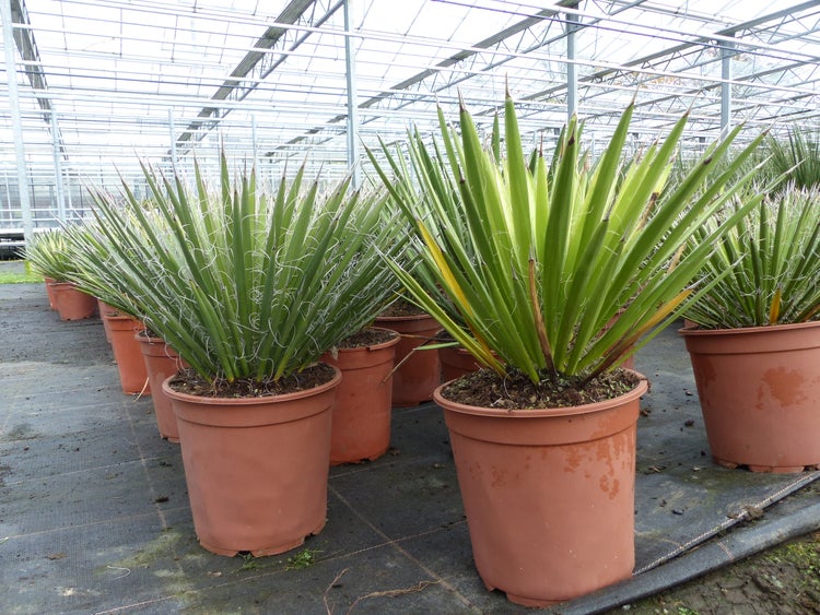 Yucca filamentosa mit fadenartigen Blatträndern in terracottafarbenen Kunststofftöpfen in einem hellen Gewächshaus.
