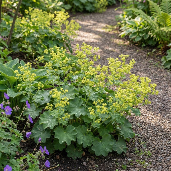 Blühender Frauenmantel Alchemilla mollis mit gelben Blütenständen und runden gelappten Blättern an einem Kiesweg im Garten.