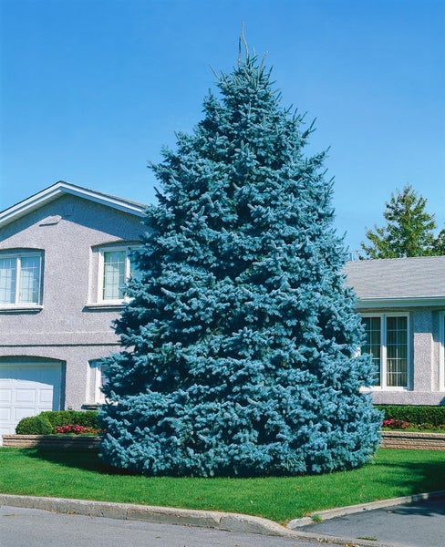 Eine Blaufichte vor einem Wohnhaus an einem sonnigen Tag.