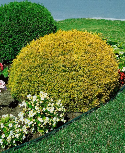 Thuja occidentalis 'Rheingold', Lebensbaum, goldgelb, 50–60 cm