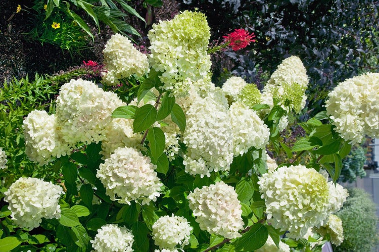 Hydrangea paniculata 'Magical® Mont Blanc', Rispenhortensie, weiß, 30–40 cm