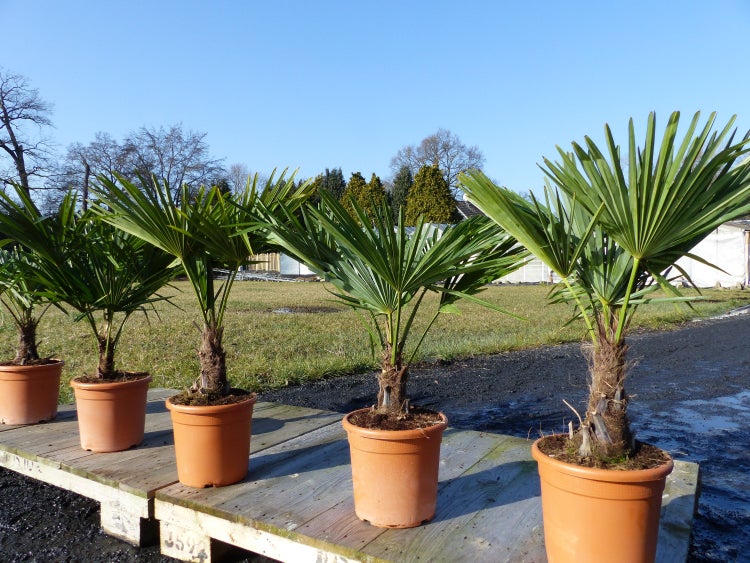 Hanfpalme M Palme Trachycarpus fortunei winterhart, Premiumqualität