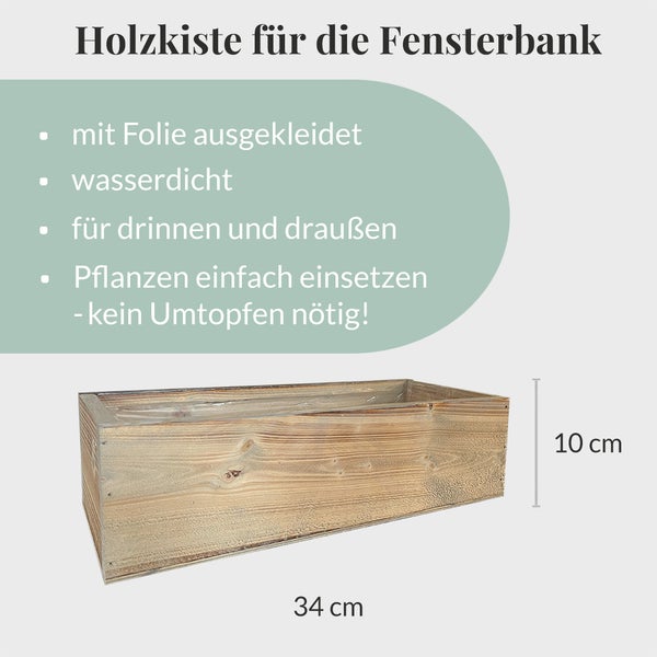 Katzengras mit Holzkiste PetLove 3er Box | Knabberpflanzen-Set mit Katzengras, und Weizengras | ø 11 cm Töpfe | Zimmerpflanzen und Balkonpflanzen 15–25 cm
