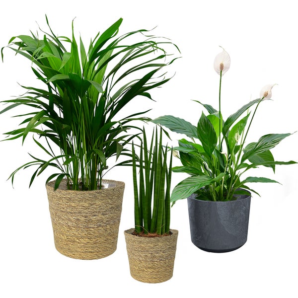 Zimmerpflanzen 3er Box Fresh Air Brothers | Goldfruchtpalme, Einblatt, Sansevieria | Luftreinigende Pflanzen mit gratis Übertöpfen