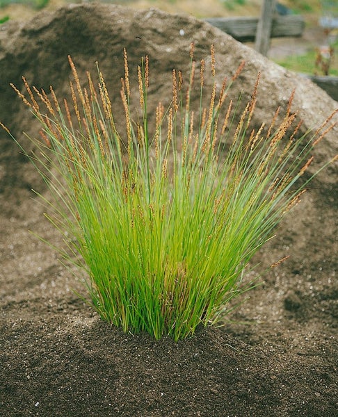 Carex brunnea 'Verde', Japan-Segge, immergrün, 2 Liter Container