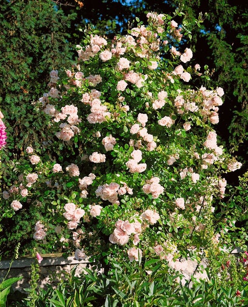 Kletterrose mit zahlreichen Blüten