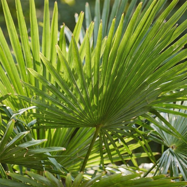 Detailansicht eines grünen fächerförmigen Blattes der Chinesischen Hanfpalme.