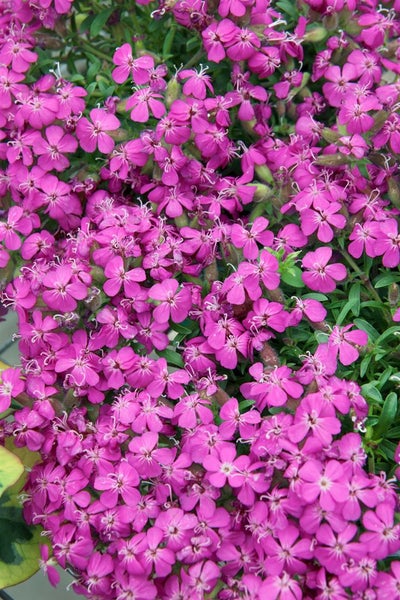 Nahaufnahme von Kriechendem Leimkraut mit pinkfarbenen Blüten