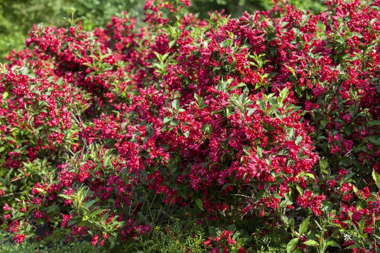 Weigela 'Red Prince', Weigelie, leuchtend rot, 40–60 cm