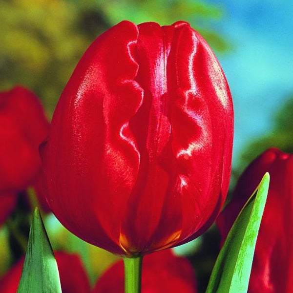 Rote Tulpenblüte