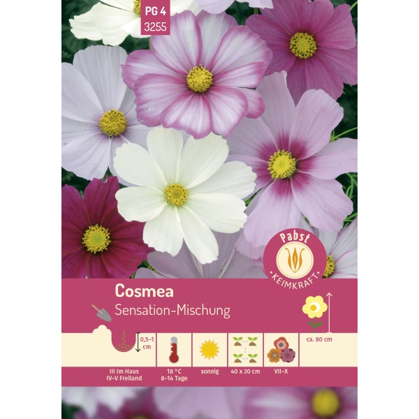 Cosmea Sensation-Mischung Samen von Pabst Keimkraft