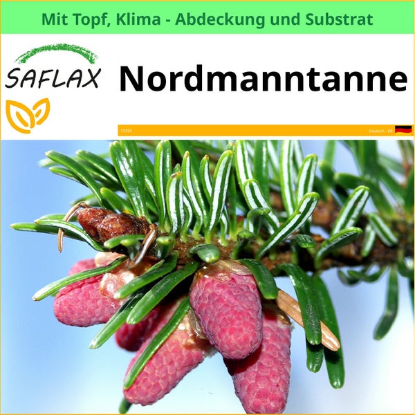 Nordmanntanne im Topf mit Klimaabdeckung und Substrat Nahaufnahme von Nadeln und Zapfen