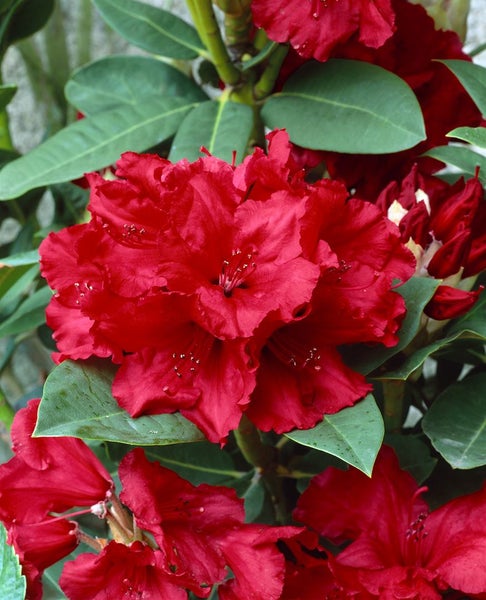 Rhododendron Hybr. 'Cherry Kiss', Rhododendron, rot, 30–40 cm