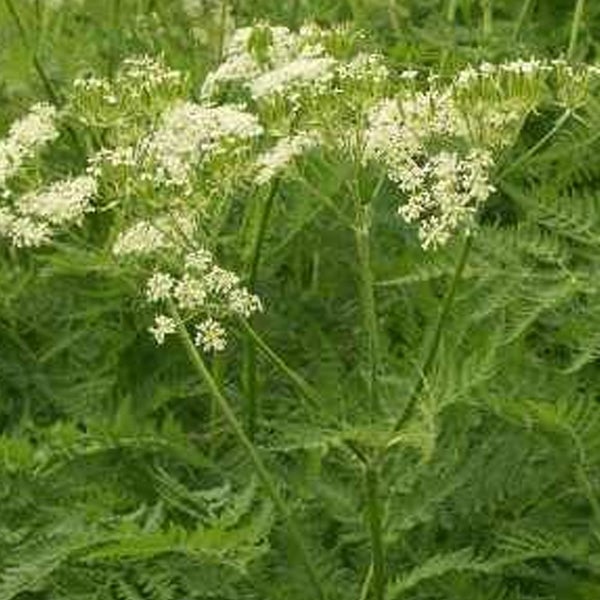 Blühende Wilde Möhre im Garten