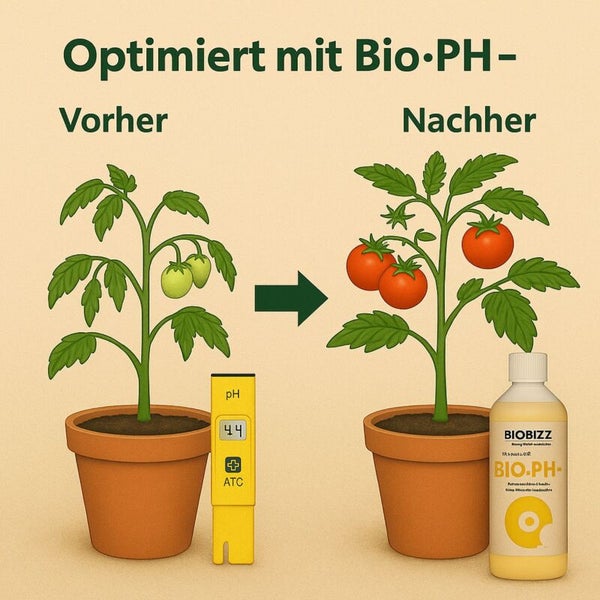Vorher-Nachher-Vergleich einer Tomatenpflanze durch pH-Wert-Regulierung mit Biobizz Bio-PH minus für gesundes Wachstum.