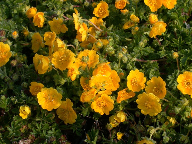 Potentilla neumanniana, Fingerkraut, gelb, ca. 9x9 cm Topf