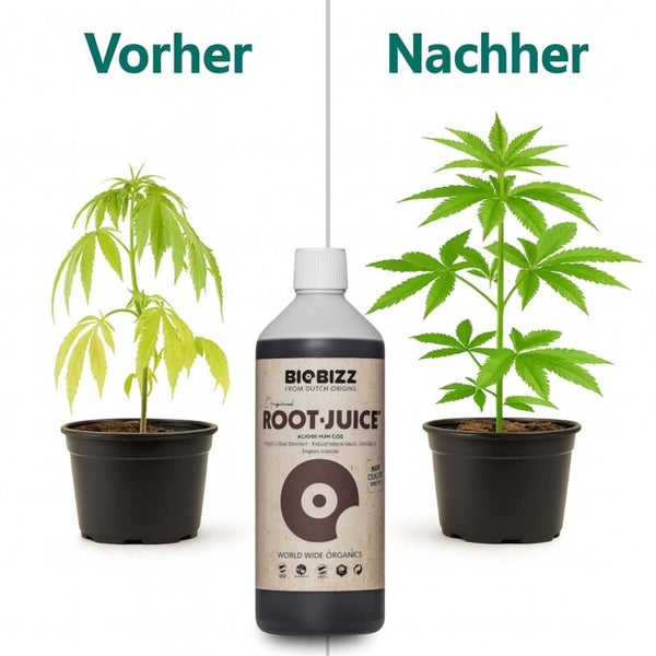 Vorher-Nachher-Vergleich einer Pflanze mit Biobizz Root Juice Wurzelstimulator zur Förderung von kräftigem Wachstum.