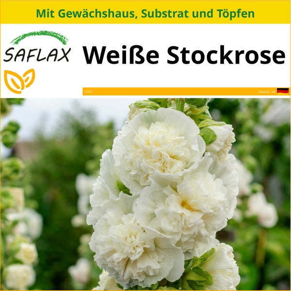 SAFLAX Anzucht Set - Weiße Stockrose - Alcea rosea - 100 Samen - Mit Mini-Gewächshaus, Anzuchtsubstrat und 2 Töpfen